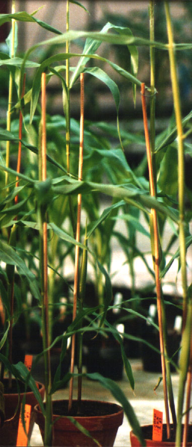 Young maize plants in the greenhouse