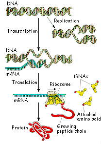 fr. Biochemistry - The Central Dogma