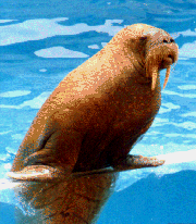 Walrus