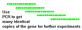 PCR