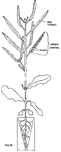 brassica rapa life cycle