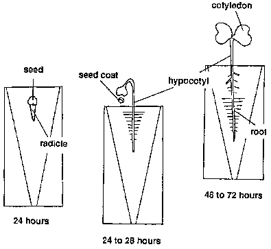 brassica rapa life cycle