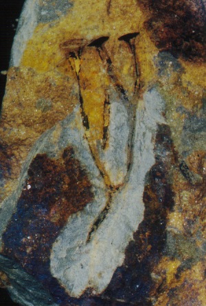 Cooksonia pertoni