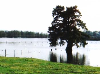 Taxodium near Ellecom