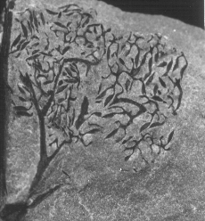 Sporangia of Rhacophyton