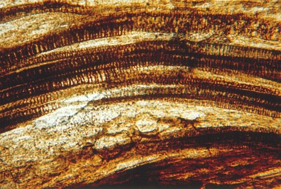 Tracheids of Asteroxylon