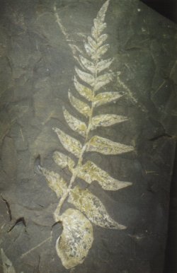 Frond of Reticulopteris münsteri