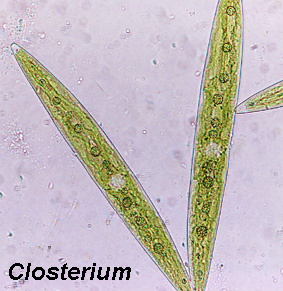 Closterium.jpg (53966 bytes)